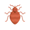 Bed Bugs